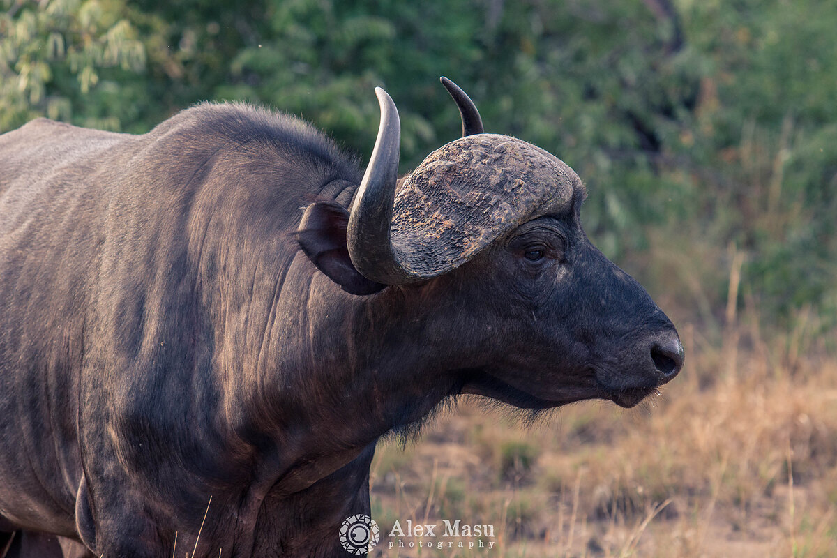 Buffalo Close up — as a mounted print